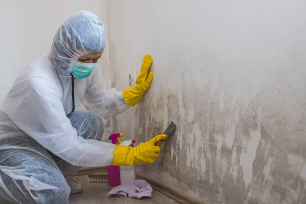 Best Toxic Mold Removal  in Salem, AR