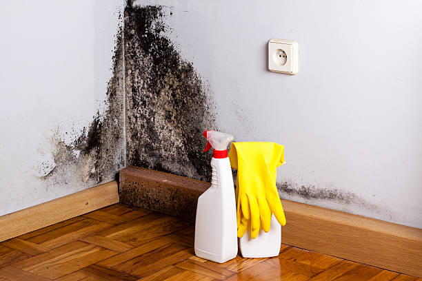 Best Mold Damage Repair  in Salem, AR